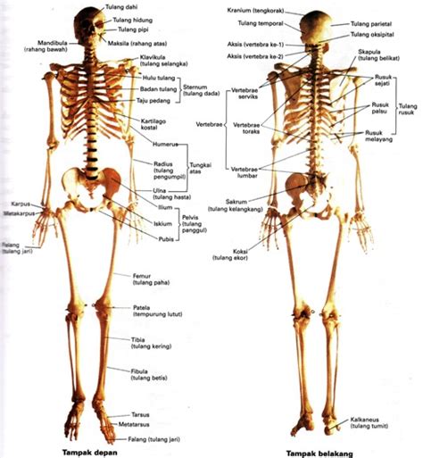 Anatomi tubuh manusia meliputi sebuah sel, jaringan dan organ sampai sistem organ. ♥ Anira Forever ♥: Sistem Muskuloskeletal (002)