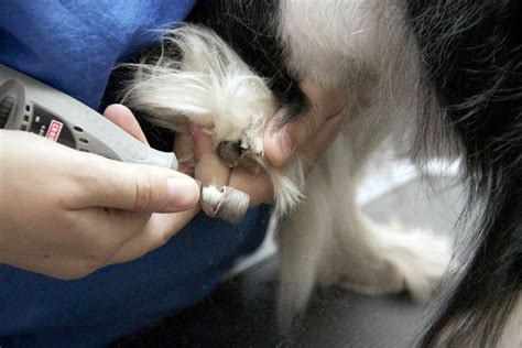 Nail trims are essential, but trimming your dog's nails doesn't have to be something you both dread. Best Pet Grooming: Groomingdales Pet Salon | Best of the ...