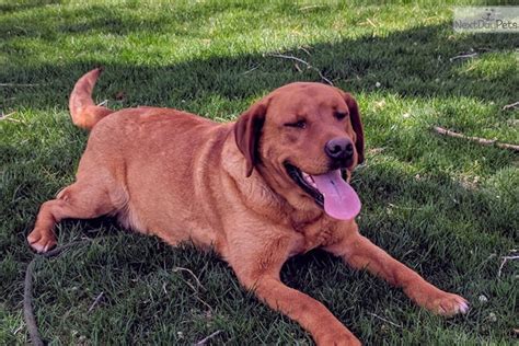 Golden retrievers, labrador retrievers, goldadors, goldendoodles and labradoodles. Nellie: Labrador Retriever puppy for sale near Colorado ...