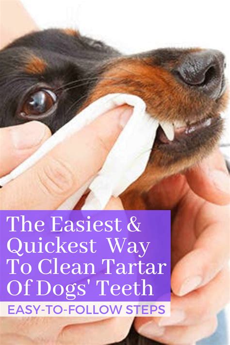 We did not find results for: The Best Ways to Clean Tartar Off Dog's Teeth | Glamorous ...