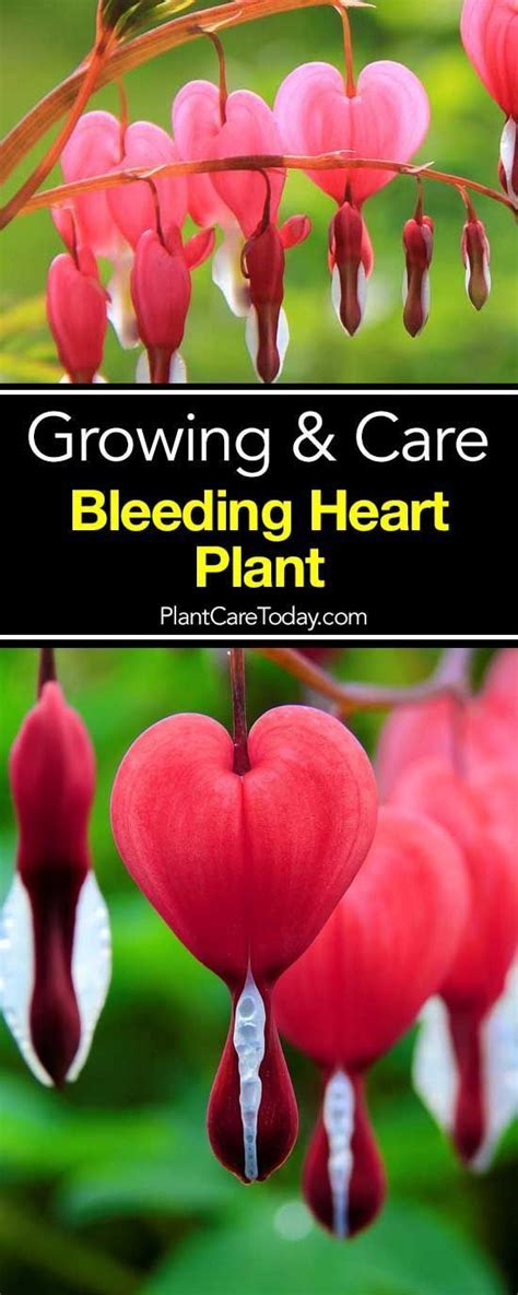 The plant typically grows to 2 or 3 feet in height. The Bleeding Heart Plant, also known as Lamprocapnos ...