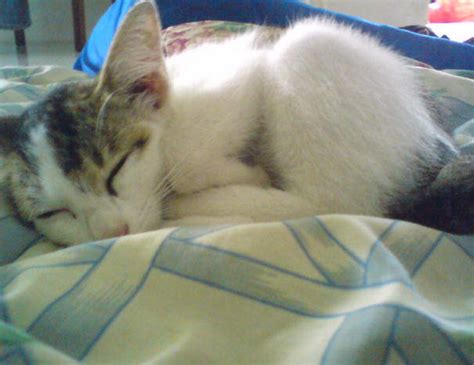 Maverick kisah si kucing down syndrome bawang rangers. The Along Hidayah: Contest Kucing Paling Comel