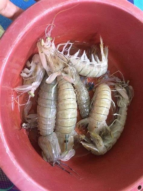 Kamu juga bisa sambil menggosok kakimu saat merendam. Tanggalkan Isi Udang Ketak Seketul-Seketul Tak Melekat ...