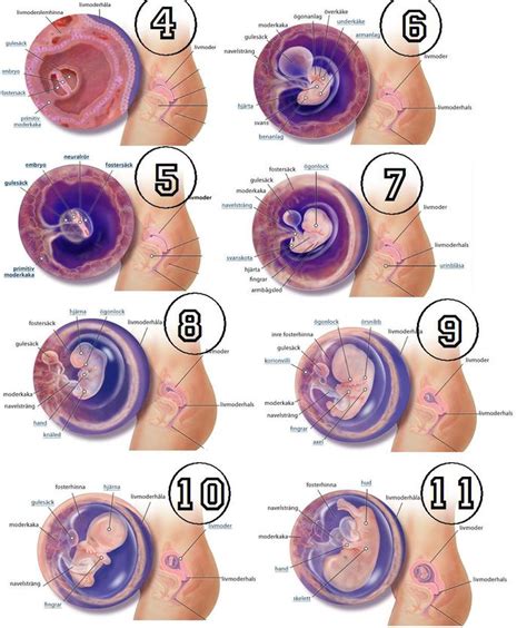 (från 8 hela veckor + 0 dagar till 8 hela veckor + 6 dagar). nittonochgravid