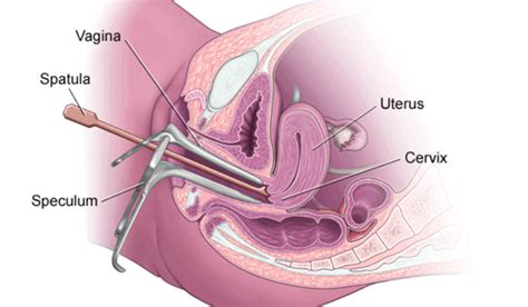 Jawatan kosong guru kelas al quran dan fardhu ain kafa negeri pahang 2017 persatuan guru guru sar kafa daerah kuantan Pap Smear Test Procedure, Results Interpretation | Health ...