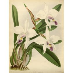 Laelia Anceps Dawson Orchid | Botanical drawings ...