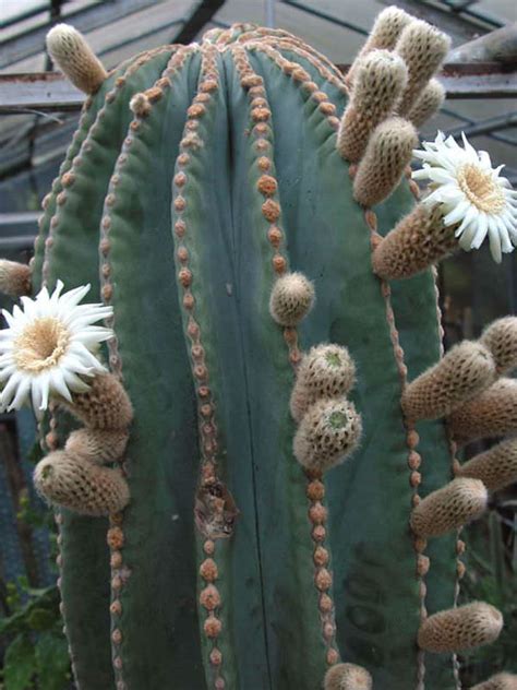 Cactus wrens are common in our desert southwest. Pachycereus pringlei (Mexican Giant Cardon) | World of ...