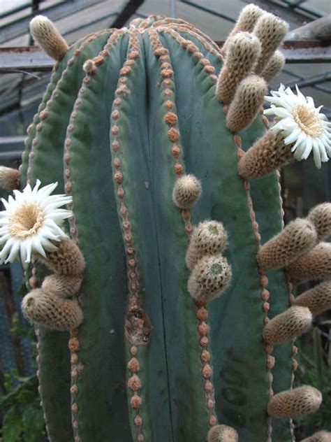 Your cactus will likely come with detailed care instructions on the label. Pachycereus pringlei (Mexican Giant Cardon) | World of ...