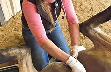 castration horse gelding male horses castrating procedure ownership crucial responsible part testicles stud veterinarians