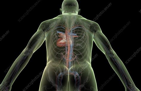 Clinically important blood vessel and nerve pathways chart. The heart and major blood vessels - Stock Image - C008 ...