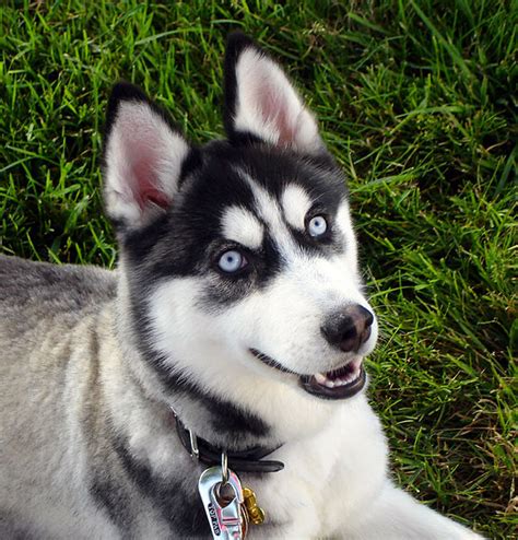 With regards to its coat, a siberian husky german shepherd mix can have black, tan, brown, cream, gray or white (particularly if it is a white german shepherd. File:Siberian Husky blue eyes Flickr.jpg - Wikimedia Commons