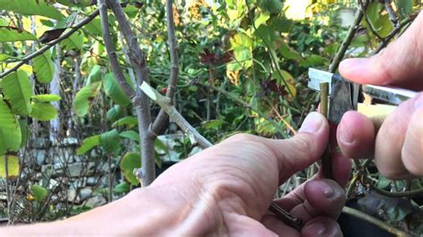 Mature trees usually grow thorns less frequently than newly grafted trees that still have tender foliage needing protection. How To Grafting Atemoya | Grafting, Fruit plants, Fruit trees