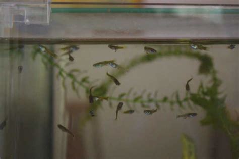 Though most mothers choose to bathe their babies every day right from birth, this is actually not necessarily required. Stages Of Guppy Fry Growth. | My Aquarium Club