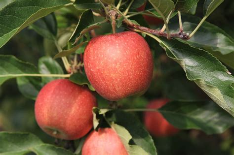 This recipe is very easy and simple to. Gala Apples | Produce Geek