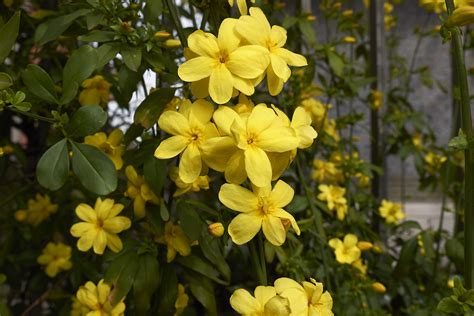 Incorporating plants is a great way to improve your landscape, but choosing the plants can be tough. 10 Great Jasmine Shrubs and Vines for Your Landscape