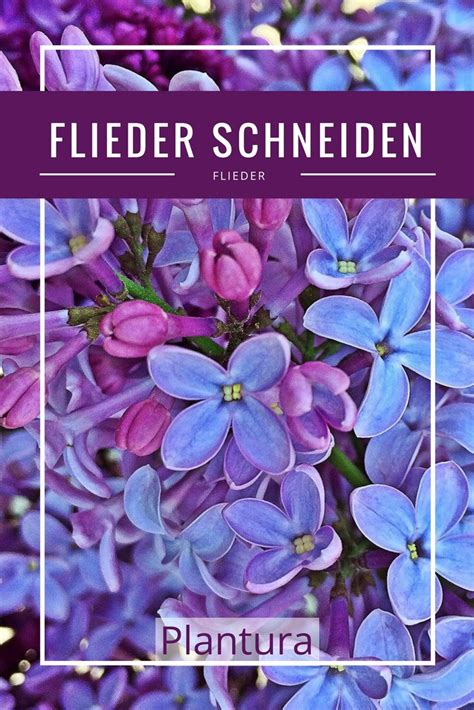 Sie noch während die rose zum ersten mal blüht, würden die so zurückgeschnittenen triebe wieder. Flieder schneiden: Wann & wie zurückschneiden | Flieder ...