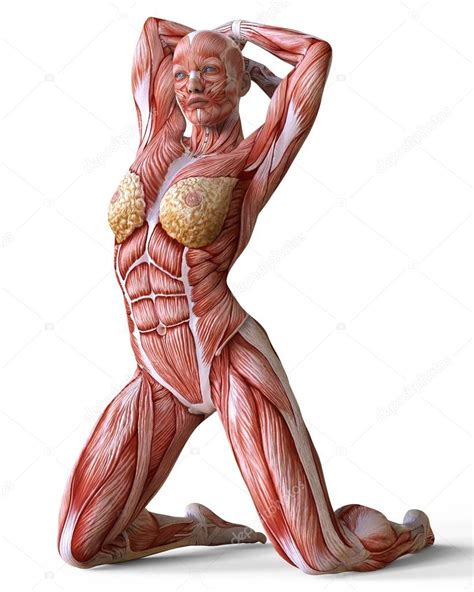Webgl is required (google chrome recommended). Female anatomy and muscles, body without skin isolated on ...