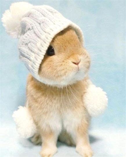 Baby flemish giant rabbits10 10. Cute #bunny wearing a beanie hat | Baby animals funny ...