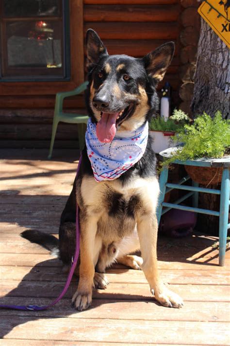 I am rick hoskins, and i have had vast experience doing pest control services since 1968. Pets for Adoption at El Dorado County German Shepherd ...