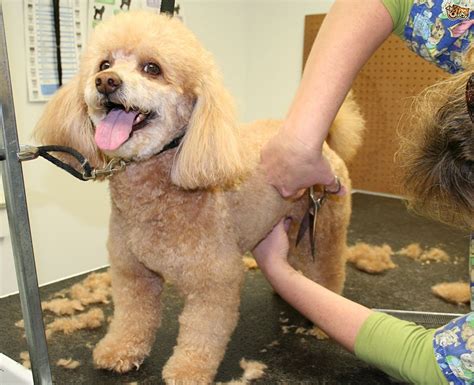 The best way to regrow your dog's hair is to isolate the cause of hair loss with help from your veterinarian. Poodle Hair Care and Grooming Tips