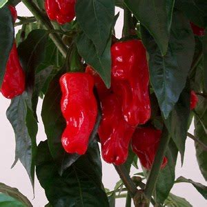 The peter pepper, capsicum annuum var. Xing Fu: PENIS CHILLI