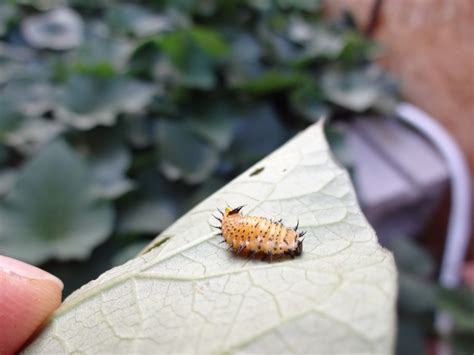 Symptoms of the mexican bean beetle. The Scientific Gardener: Mexican Bean Beetle Invasion