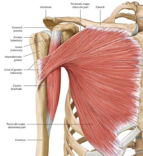 It makes up the bulk of the chest muscles and lies under the breast. 대흉근 Pectoralis Major 큰가슴근 : 네이버 블로그