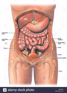 Female anatomy diagram lower abdomen stomach pics. Female anatomy lower left abdomen