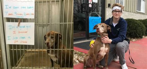 'Ginger has gone home': Dog waiting 7 years for adoption now leaves ...