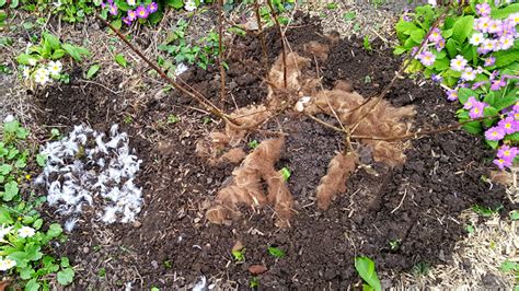 Erst das element wasser lässt einen garten vollkommen erscheinen, bietet es doch vielen lebewesen einen lebensraum und lässt die sinne zur ruhe kommen. Düngen mit Wolle und Federn - Ratgeber - SRF