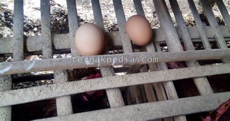 Budidaya ayam petelur bisa dimulai ketika. Produksi Telur pada Ayam Petelur - Ternakpedia