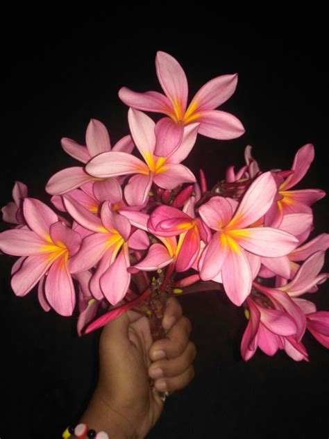 Diartikan sebagai lambang kasih sayang, baik untuk kekasih, orangtua, anak, ataupun seluruh manusia di dunia. flower, bunga, kamboja, kuburan | Flowers, Plants