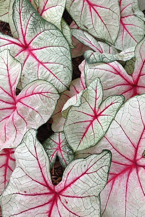 Caladiums are a popular ornamental plant with vibrant foliage. White Queen Caladium | Partial shade plants, Garden news ...