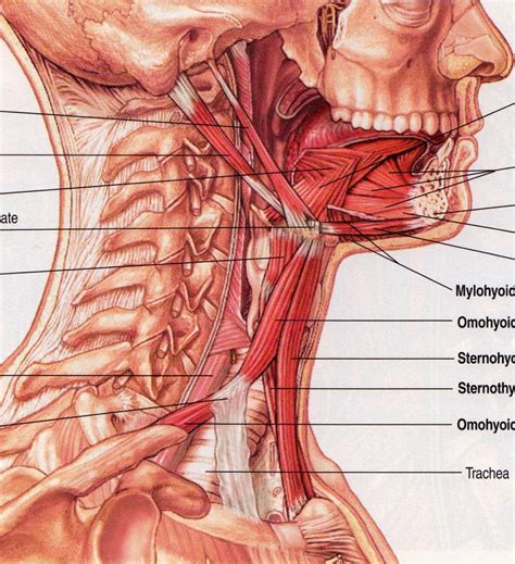 Part ii chapter 3 skeletal tissues. Anatomy Pictures Muscles And Bones Pdf Downloads - Muscle ...