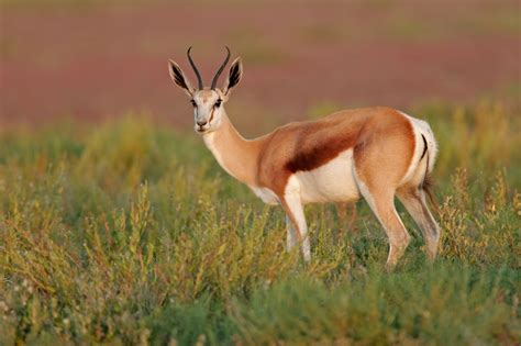 Africa's wildlife africa is a beautiful country filled with various kinds. Antelope history and some interesting facts