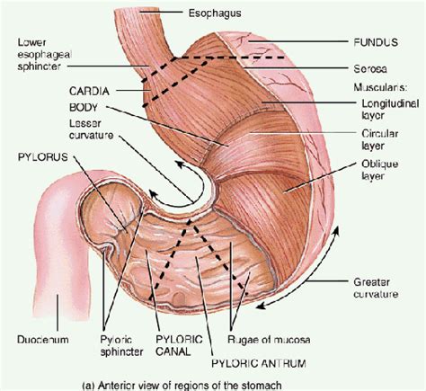 The stomach is a muscular organ located on the left side of the upper abdomen. Sphincter Muscle