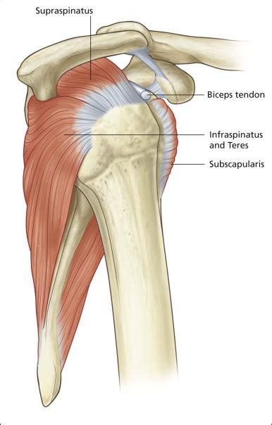 If pain is felt in your shoulder, the test is considered positive. Shoulder Tendons Chart - Human Body Anatomical Chart ...