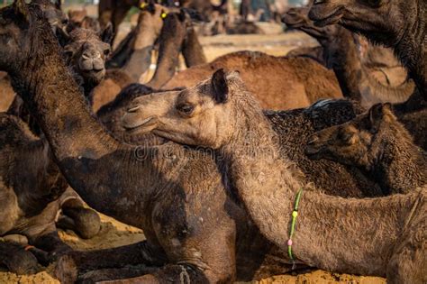 Baby sharks are called pups, baby kangaroos are called joeys. Camels At The Pushkar Fair Rajasthan, India Stock Image ...