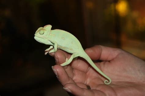 My little baby #chameleon #chamäleon #jemen #jemenchamäleon #baby #hatchling #reptiles #streifenhörnchen #asiakoi #jemenchamäleon ab 13.30 live in #dd auf 50 zoll darunter 20000 l. Jemenchamäleon-Babys | reptilien-kleinanzeigen.net