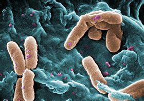 Pseudomonas is a clinically significant and opportunistic pathogen, often the current classification of the genus pseudomonas is divided into 5 groups based on ribosomal rna (rrna)/dna homology. Pseudomonas - Wikipedie