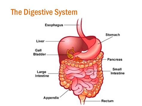 The digestive and excretory systems. Ayurvedic Treatment for Digestion Related Problems