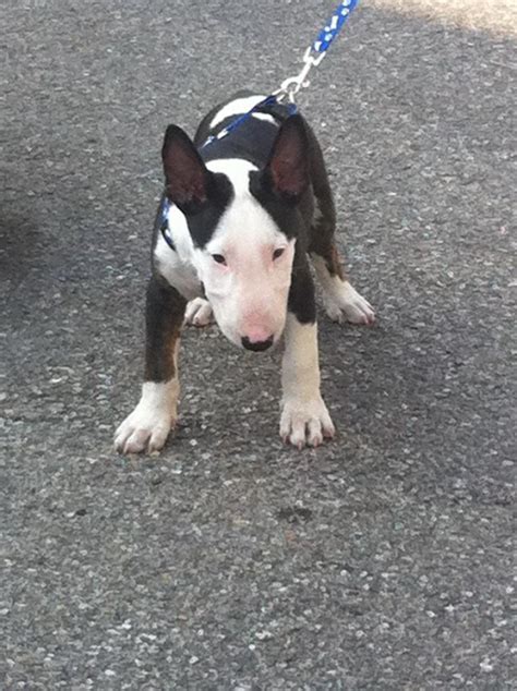 Ultimi cuccioli di alta genealogia si cedono a conoscitori della razza con pedigree enci e libretto sanitario. cercasi cucciolo bull terrier miniature | Petpassion