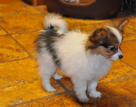 Are you sure the pup is actually we have a 5 week old puppy, rescued when she was 4 days old. Road's End Papillons : 10 Week old Papillon Puppy
