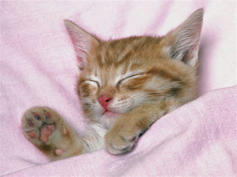 Please wait while your url is generating. Lovable Images: Cute Cat WallPapers Free Download ...