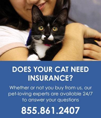Deciding to insure your cat is a very personal decision that many pet insurance companies will cut costs when you choose to insure multiple pets, whether you up to 90% back on vet bills. Cat Insurance with Trupanion - Health Coverage for Cat Injury & Illness | Pet health, Pet ...