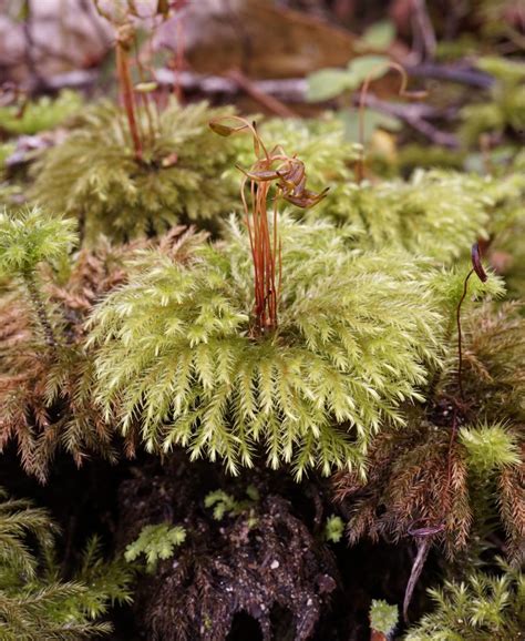 In places like oregon and washington state, mosses can grow so thick that their weight can be harmful and cause breaking. Mini moss "trees" from New Zealand - Botanics Stories