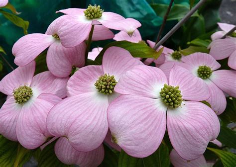 Now, luckily for us northerners, they have hardy varieties here also. Pink Dogwoods (America's favorite flowering tree) | Pink ...