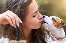 dog face cute owner things licking licks secretly do every does his
