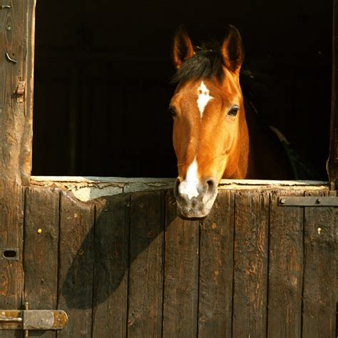 Parasites also make horse's tail itchy. Is routine sheath cleaning necessary for male horses?