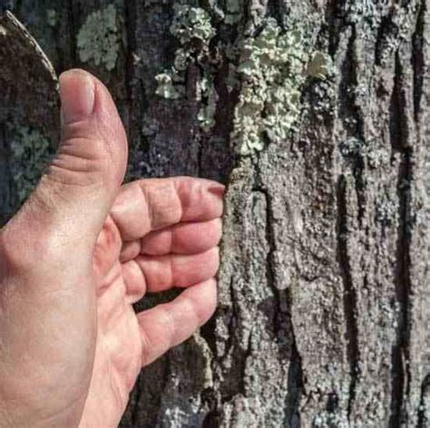 Bark of mature sugar maple. Sugar and Red Maple Trees - Nature and Environment ...